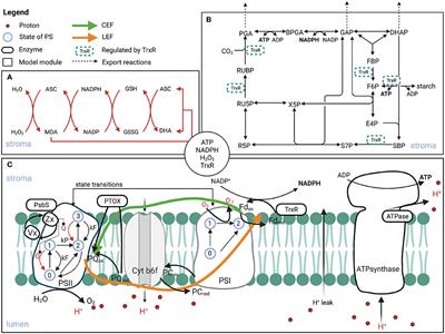 Computational Analysis of Alternative Photosynthetic Electron Flows Linked With Oxidative Stress